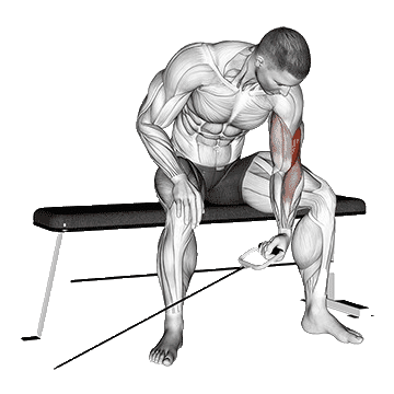 biceps exercises without weights