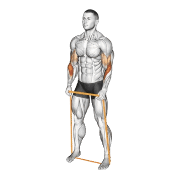 biceps exercises without equipment