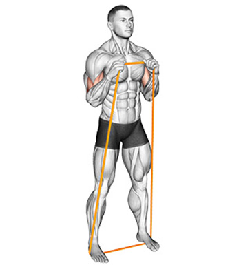 biceps exercises without weights
